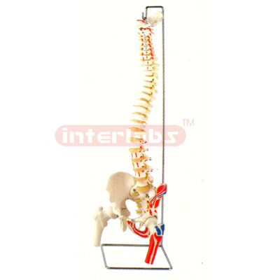 Interlab? Spine w/Femur Heads/Muscles